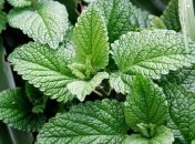 Мятное масло поможет при колитах