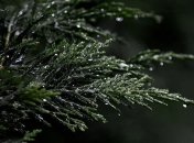 Ноябрьский дождь: синоптики дали прогноз на выходные