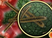 Умные микробы: некоторые микроорганизмы способны работать в команде