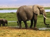 Ученые сделали тревожное заявление о большом вымирании животных