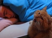 Милые и забавные коты-будильники взорвали Интернет (Видео)