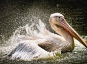 В Перу нашли останки пеликана, который жил 35 миллионов лет назад