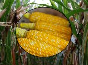 Как сажать кукурузу через рассаду