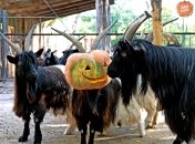 Звірі раді святу