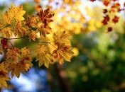 Прогноз погоды в Украине на 28 октября: будет солнечно