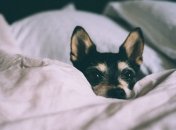 Выбор клички для собаки - очень ответственное занятие