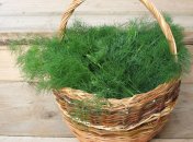 Як отримати великий урожай кропу