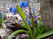 Погода в Украине 12 марта: похолодание, облачно 