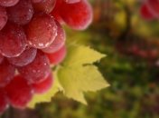 Названы лучшие продукты для профилактики онкозаболеваний