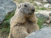 Сегодня - День сурка 2020: история и традиции праздника