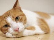 Ученые сконструировали робота-кота