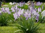 Некоторые цветы лучше не сажать на кладбище (изображение создано с помощью ИИ)