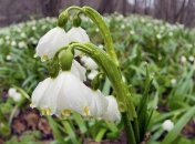 Дожди и грозы: какие сюрпризы готовит погода на 8 марта