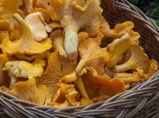 Супрун не рекомендует лечить рак грибами