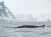 Фото кита фінвала