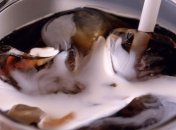 Влюбленность делает еду и напитки слаще