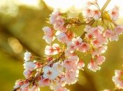 Погода в Украине 29 апреля: без осадков 