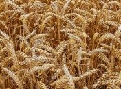 Экспорт зерновых: Украина близится к 50 млн тонн