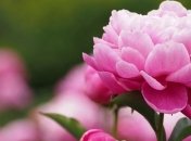 Прогноз погоды на 29 мая: в Украину возвращается жара