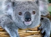 Ученые рассказали, зачем коалам отпечатки пальцев