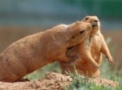 Самки луговых собачек оказались серийными убийцами