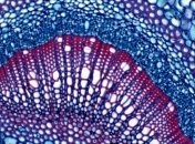 Новый прибор размером со смартфон определяет рак за 20 минут