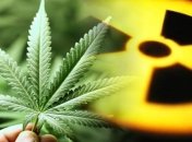 Ізраїль продаватиме коноплю в інші країни