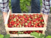 Этот раствор повысит урожайность клубники в 5 раз