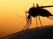 Специалист рассказал, каких запахов боятся комары и как их отогнать