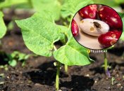 Квасоля часто страждає від жуків та інших шкідників