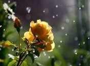 Прогноз погоды в Украине 20 июля: ожидается жаркий день, местами дожди 