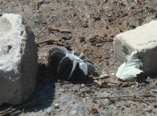 Широкино после разминирования превратят в наблюдательный пункт