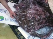 В Черном море выловили редчайшую рыбу