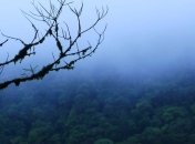 В лесах Суринама обнаружили 60 новых видов животных