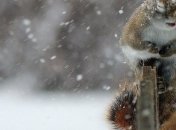 Трехдневный снегопад или дождь: киевлян предупредили о надвигающейся непогоде