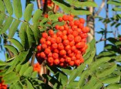 9 сентября 2015, примета дня. Красавицы, с праздником!