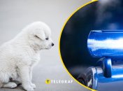 У Києві чоловік побив цуценя