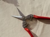 Розам просто необходима обрезка