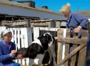 Производители молока брали штурмом здание Волынской ОГА
