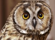 Запальну пташку помітили в Іспанії