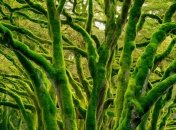 Мох на деревах може загрожувати їх здоров'ю  (зображення створено за допомогою ШІ)