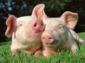 Ученые предложили выращивать человеческие органы внутри свиней