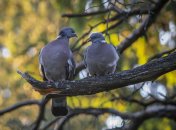 Припутні з родини голубових
