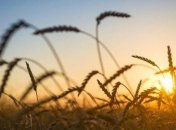 В Киевской области было украдено урожая на 2 млн грн