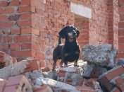 Собак-спасателей наградили в Киеве