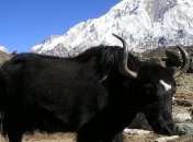 Трагедия в Индии: 300 яков попали в снежную ловушку и умерли от голода