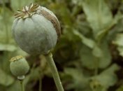 В Луганской области осуждены наркодельцы, которые продавали опий