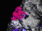 Исследователи обнаружили жизнь на глубине 600 метров под землей 