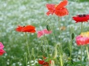 В среду в Украине все еще будет холодно, местами пройдут дожди 