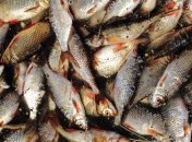 Нелегальную рыбу изъяли в Виннице